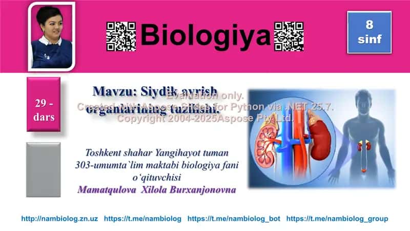 Siydik ayrish organlarining tuzilishi 1