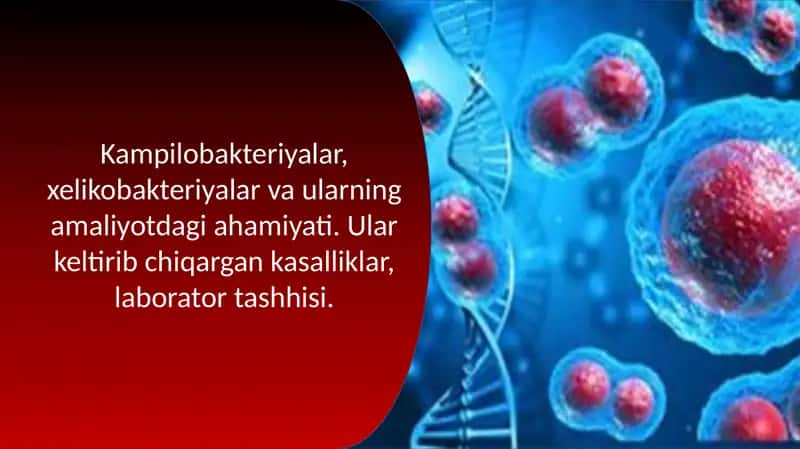 Kampilobakteriyalar va Xelikobakteriyalar 1