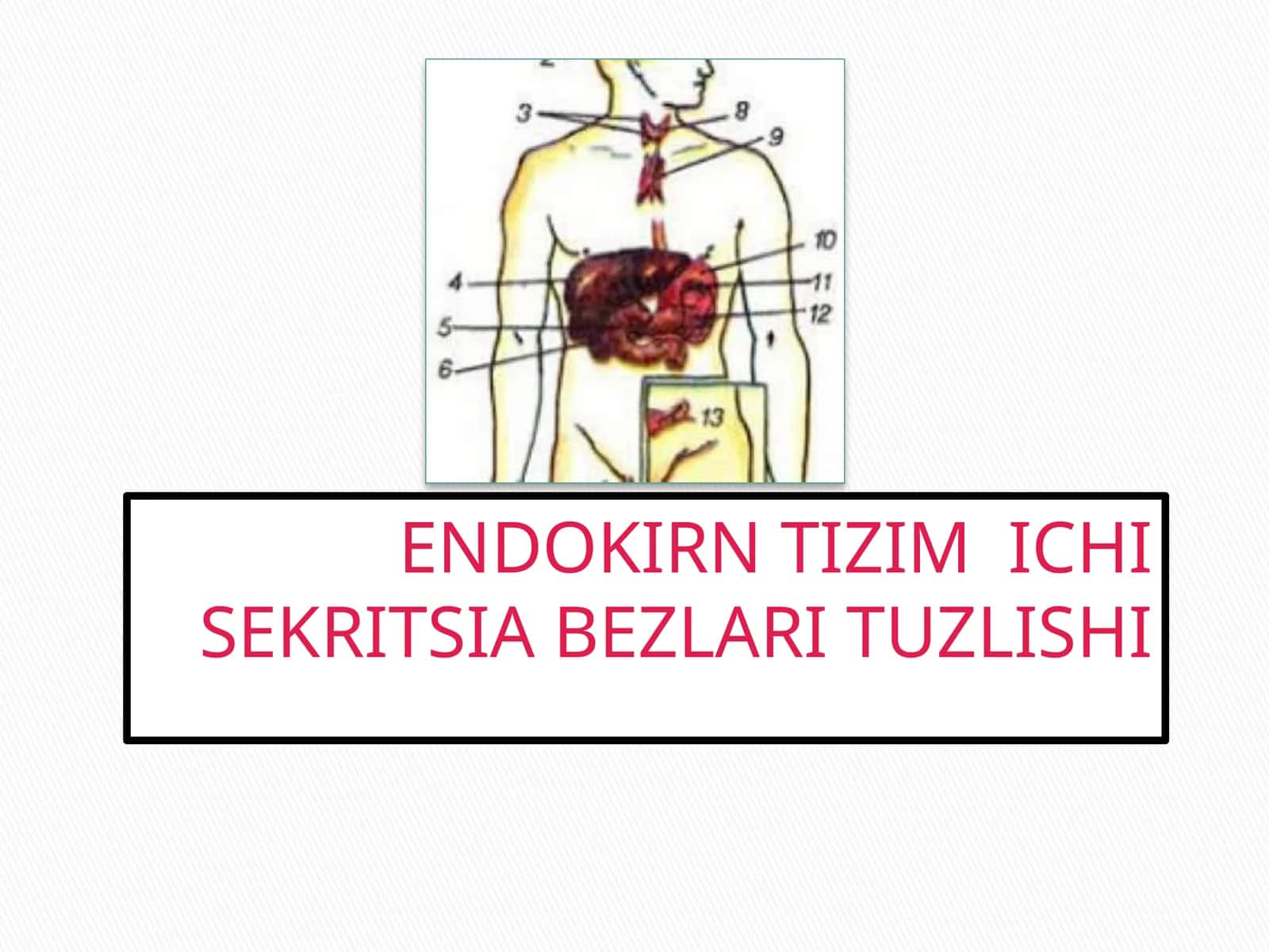 ENDOKIRN TIZIM ICHI SEKRITSIA BEZLARI TUZLISHI 1