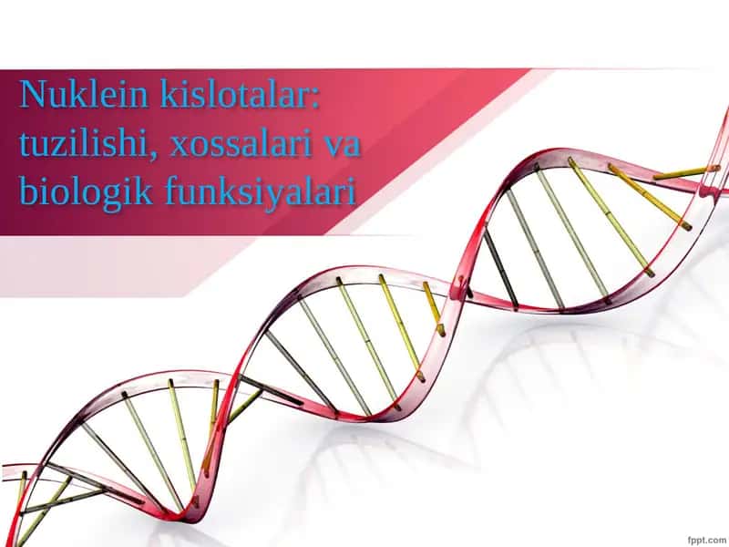 Nuklein kislotalar: tuzilishi, xossalari va biologik funksiyalari 1