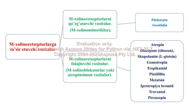 M- xolinergik va antixolinesteraz dori vositalar farmakologiyasi. Ko'rgazma, 8 bet. 1
