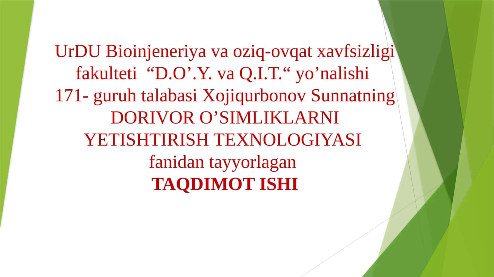 Sarıqandiz (Девясил желтый) Inulagrands L ni yetishtirish texnologiyasi 1
