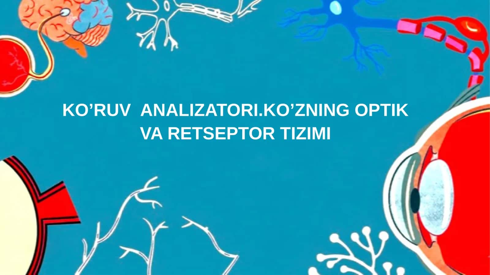 KO’RUV ANALIZATORI.KO’ZNING OPTIK VA RETSEPTOR TIZIMI 1