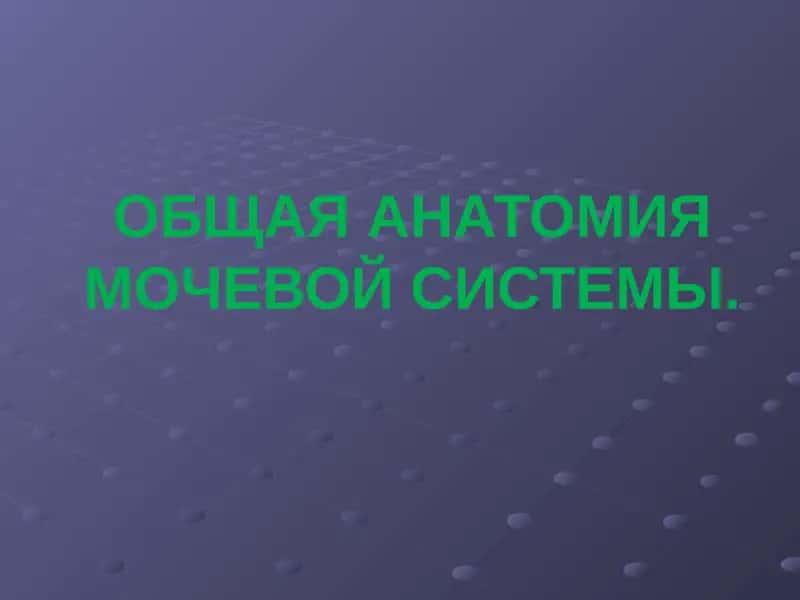 ОБЩАЯ АНАТОМИЯ МОЧЕВОЙ СИСТЕМЫ 1