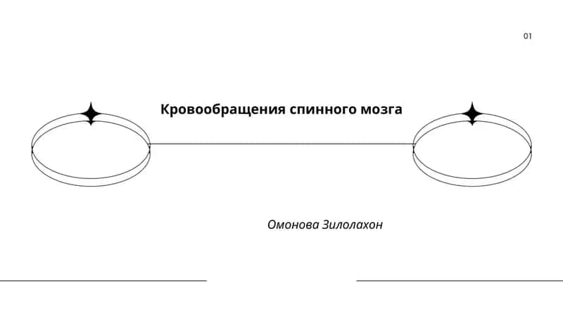 Кровообращения спинного мозга 1