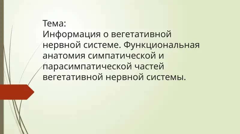 Информация о вегетативной нервной системе 1