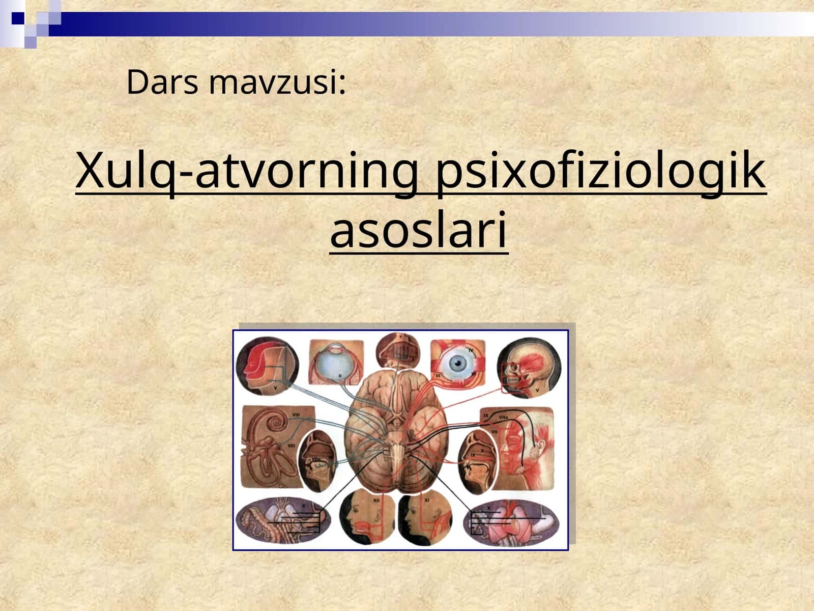 Xulq-atvorning psixofiziologik asoslari 1
