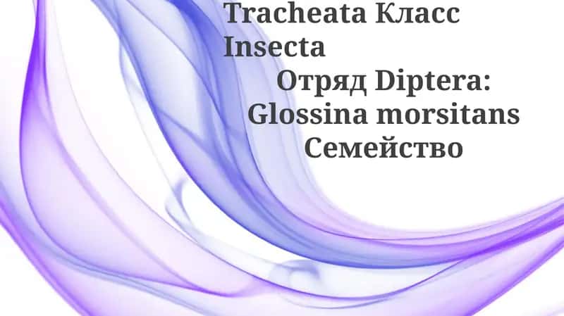 Glossina morsitans 1