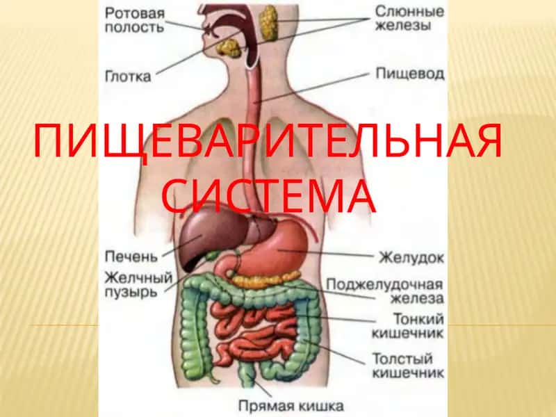 Пишеварительная система 1