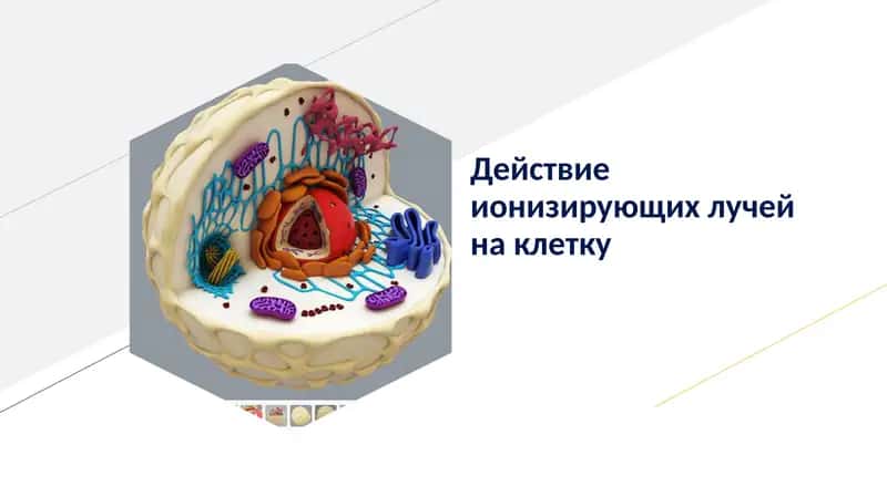 Действие ионизирующих лучей на клетку 1