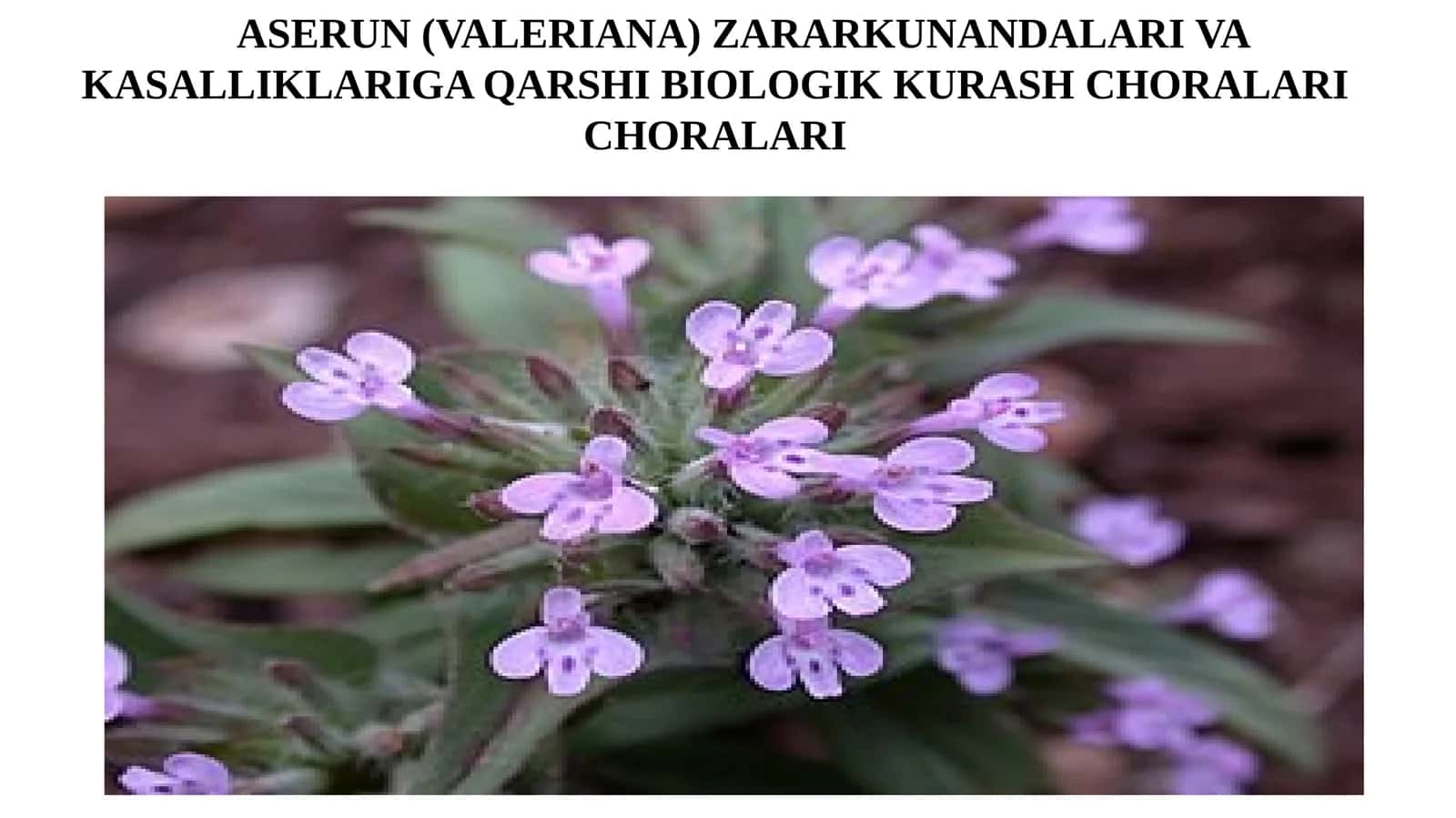 Aserun (Valeriana) Zararkunandalariga Qarshi Biologik Kurash Choralari 1