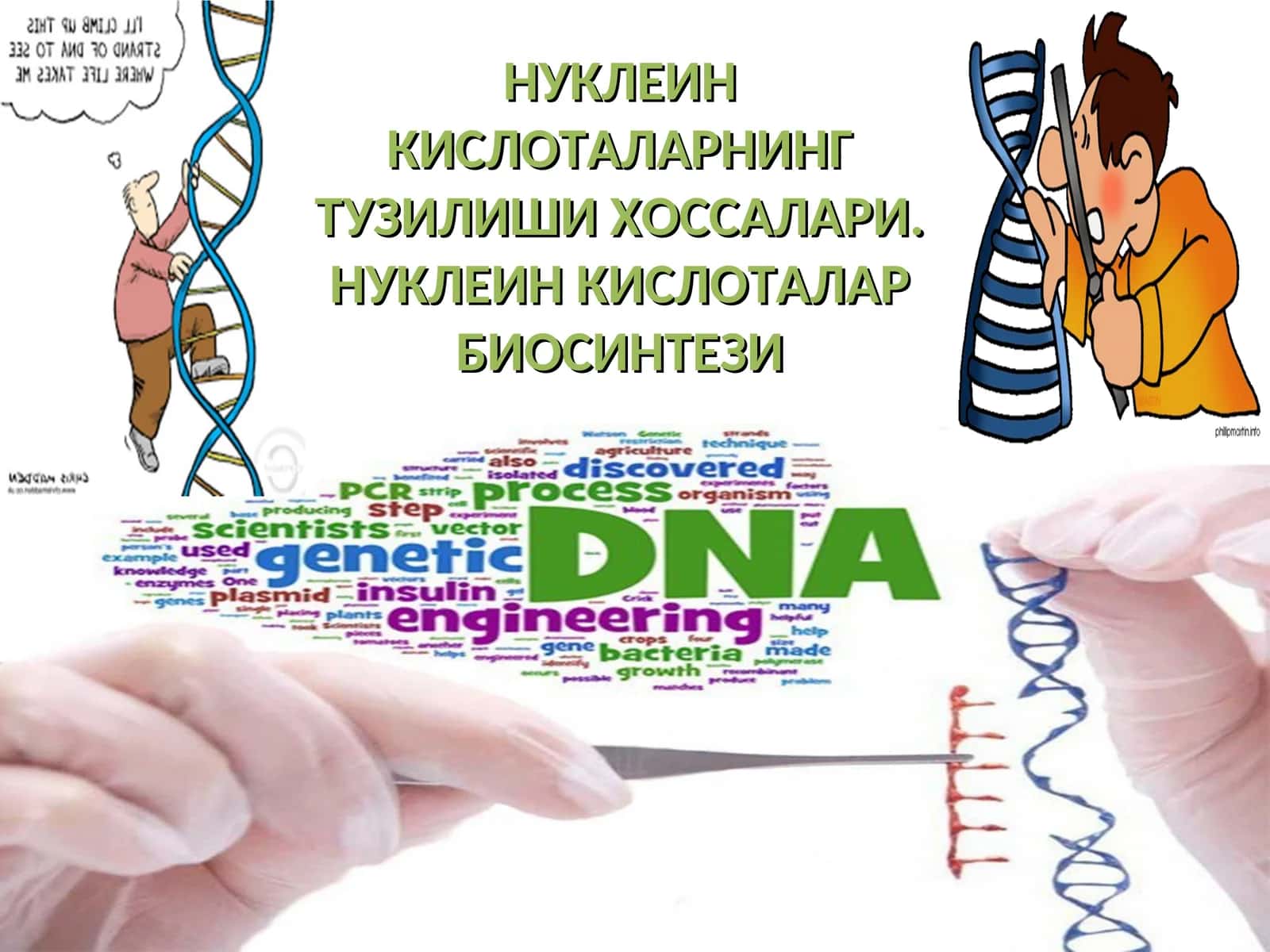 НУКЛЕИН КИСЛОТАЛАРНИНГ ТУЗИЛИШИ ХОССАЛАРИ. НУКЛЕИН КИСЛОТАЛАР БИОСИНТЕЗИ 1