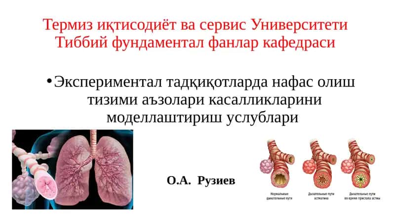 Бронхиал астма ва ўпканинг сурункали обструктив касалликларини моделлаштириш 1