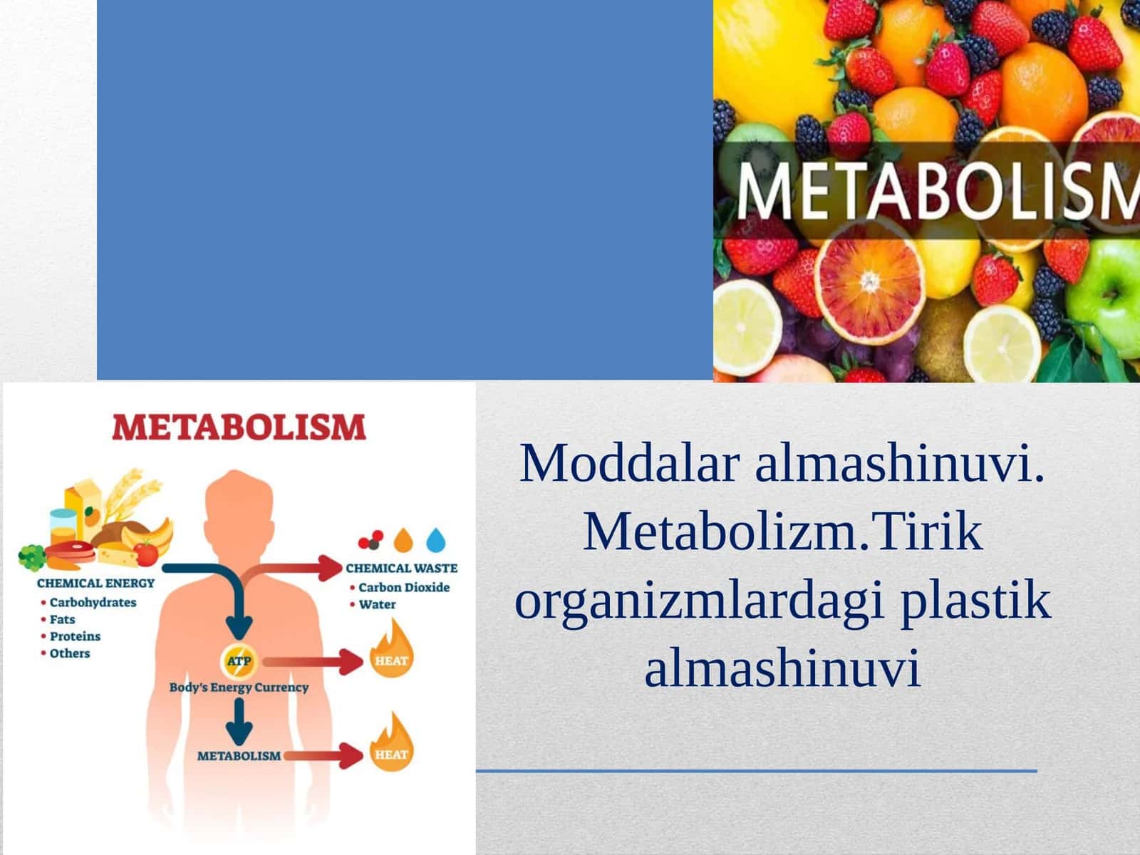 Moddalar almashinuvi. Metabolizm.Tirik organizmlardagi plastik almashinuvi 1
