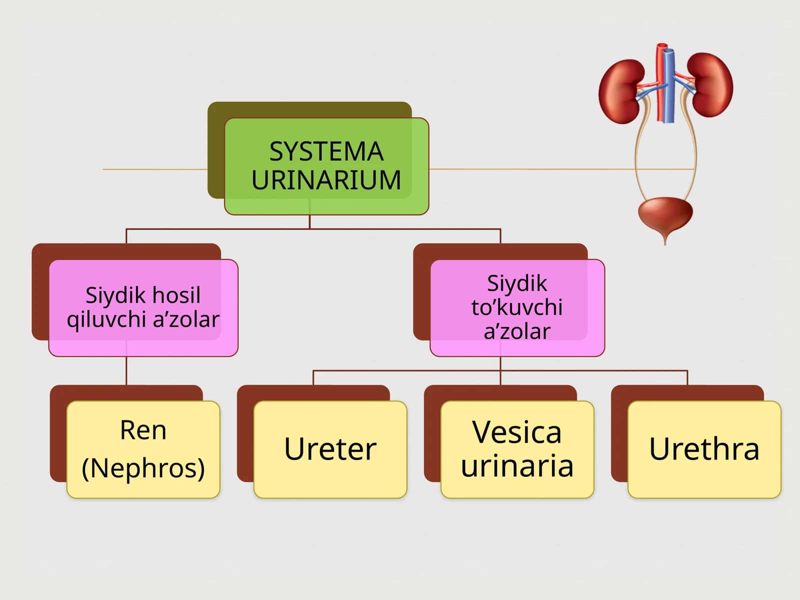 Ureter 1