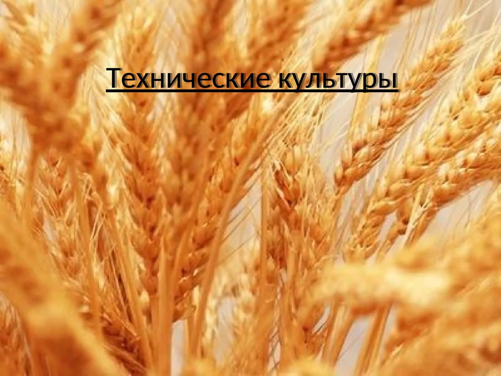 Технические культуры 1