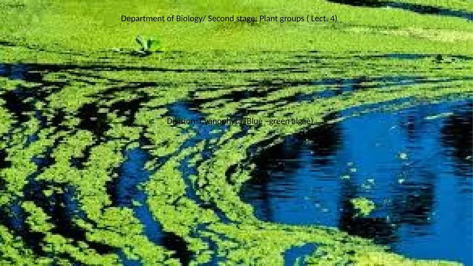 Cyanophyta (Blue –green algae) 1