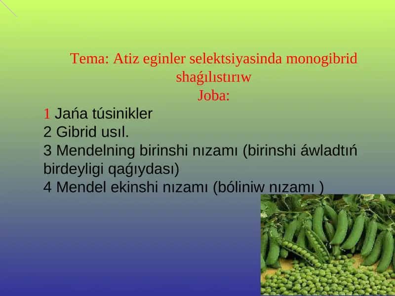 Atiz eginler selektsiyasinda monogibrid shaǵılıstırıw 1