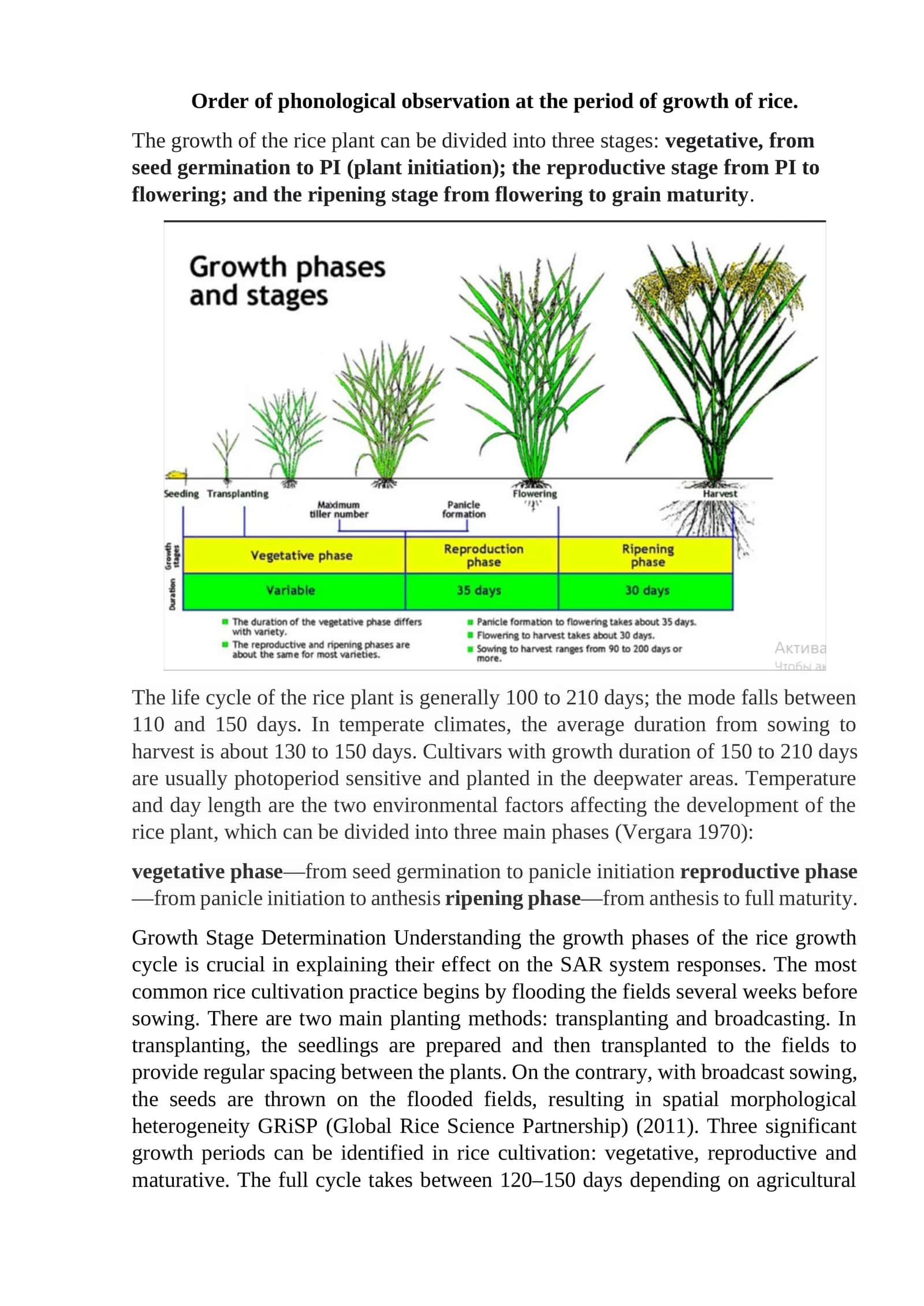 Order of phonological observation at the period of growth of rice 1