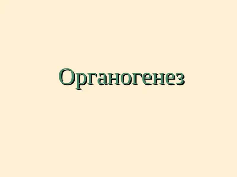 Органогенез 1