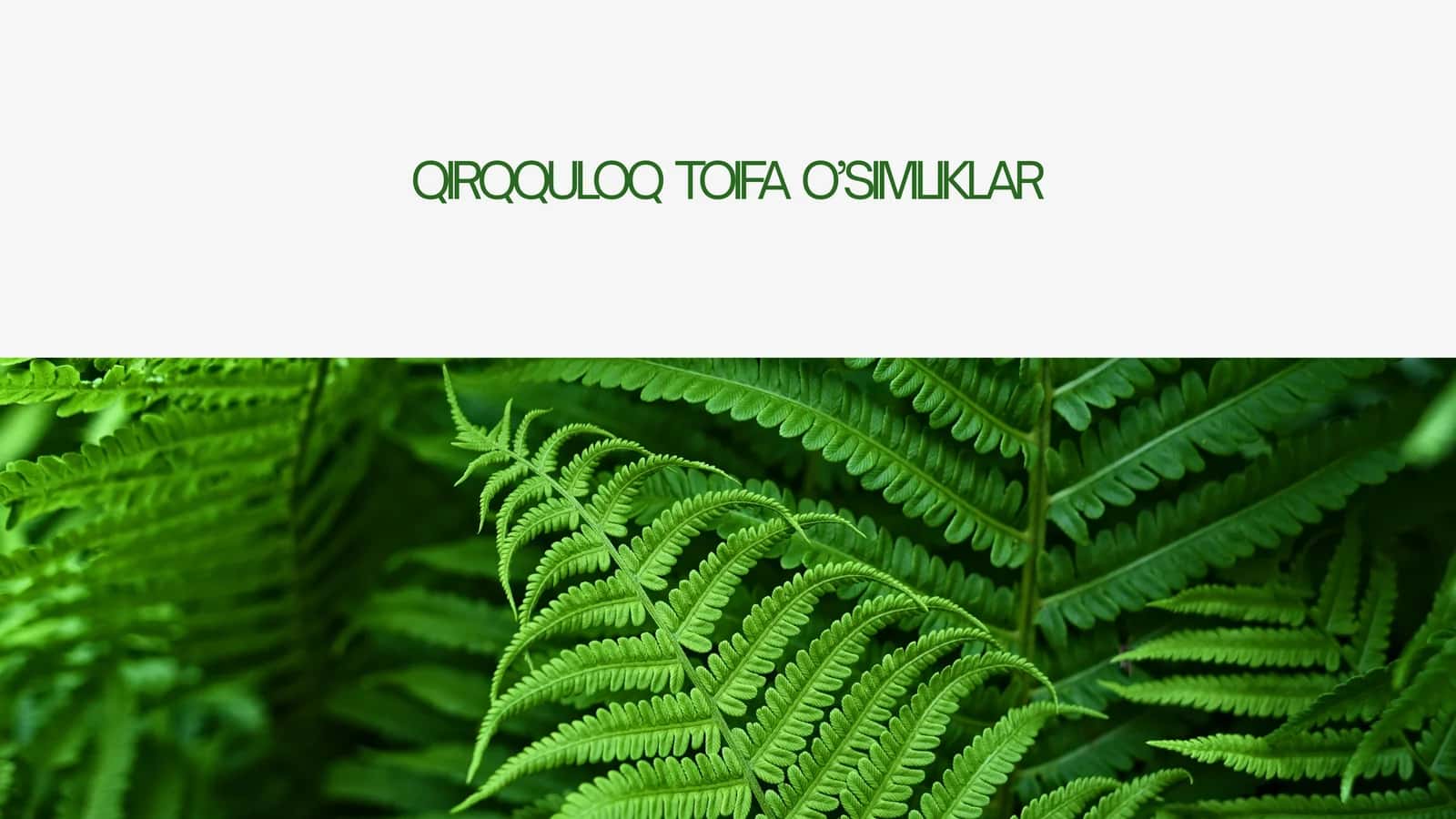 QIRQQULOQ  TOIFA  O’SIMLIKLAR 1