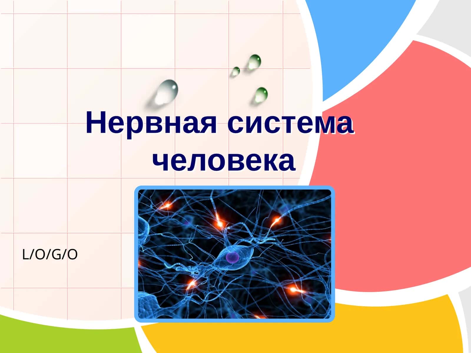 Нервная система человека 1