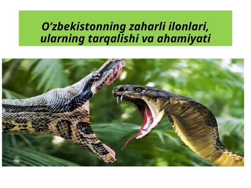 O’zbekistonning zaharli ilonlari, ularning tarqalishi va ahamiyati. 1