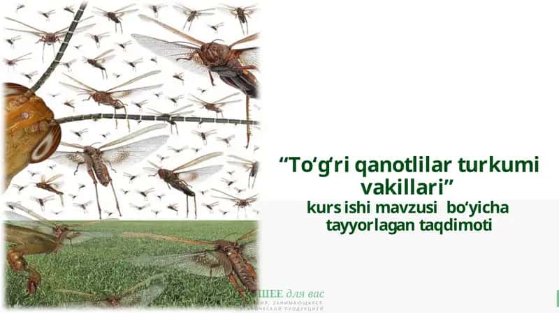 To‘g‘ri qanotlilar turkumi vakillari 1