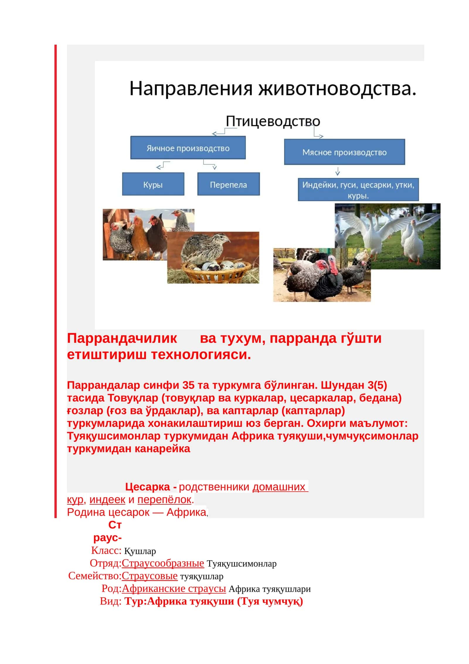 Паррандачилик ва тухум, парранда гўшти етиштириш технологияси 1