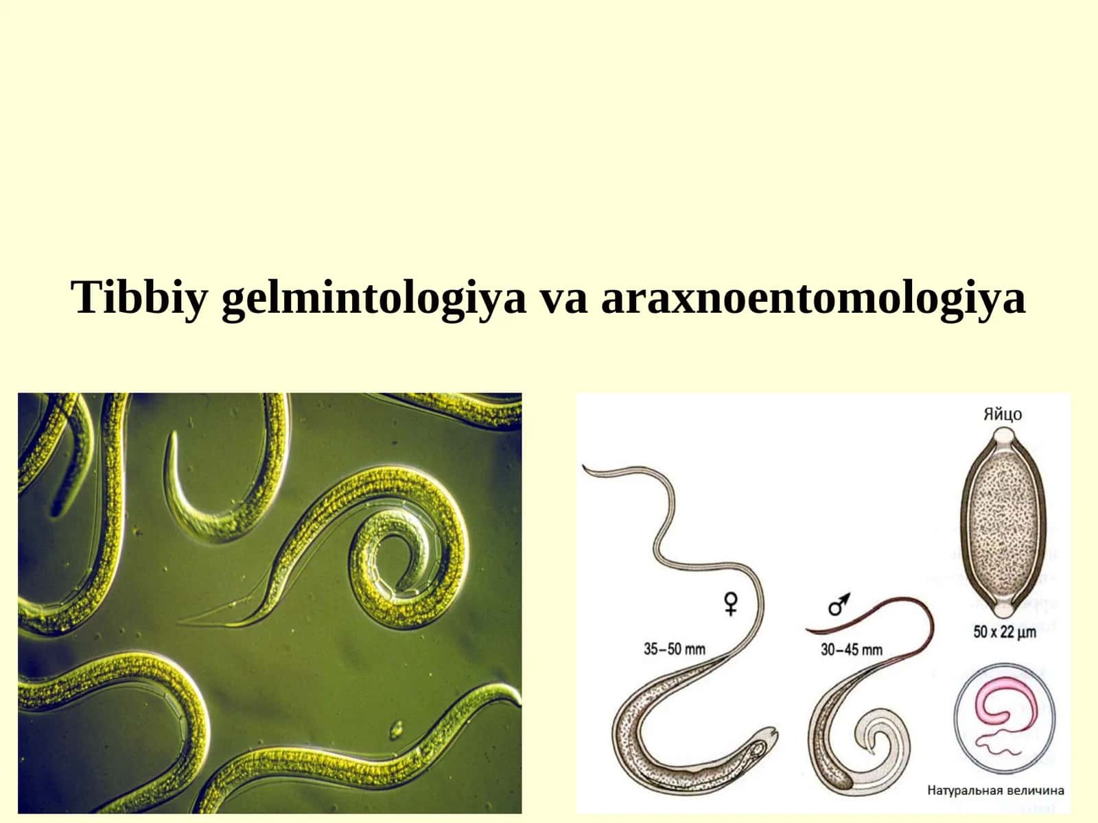 Tibbiy gelmintologiya va araxnoentomologiya 1