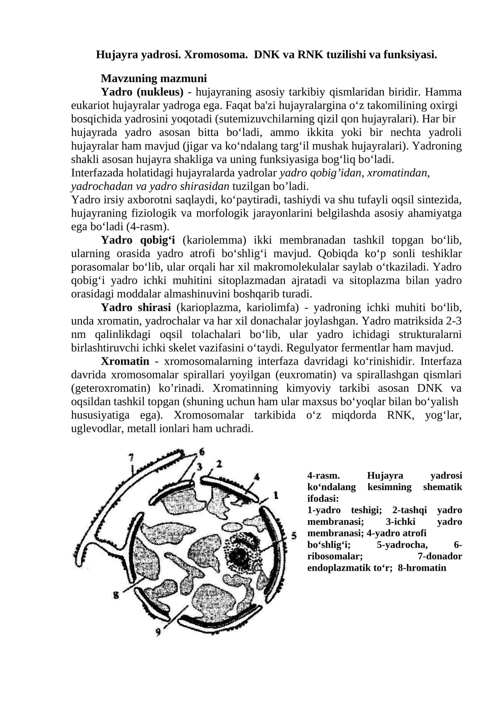 Hujayra yadrosi. Xromosoma. DNK va RNK tuzilishi va funksiyasi 1