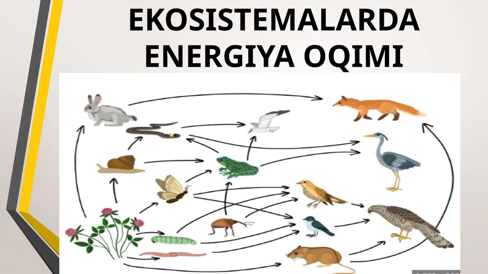Ekosistemalarda energiya oqimi 1