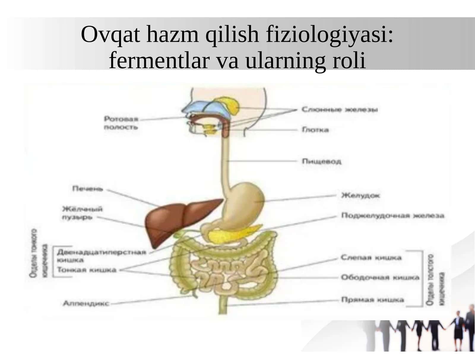 Ovqat hazm fiziologiyasi: fermentlar va ularning roli 1