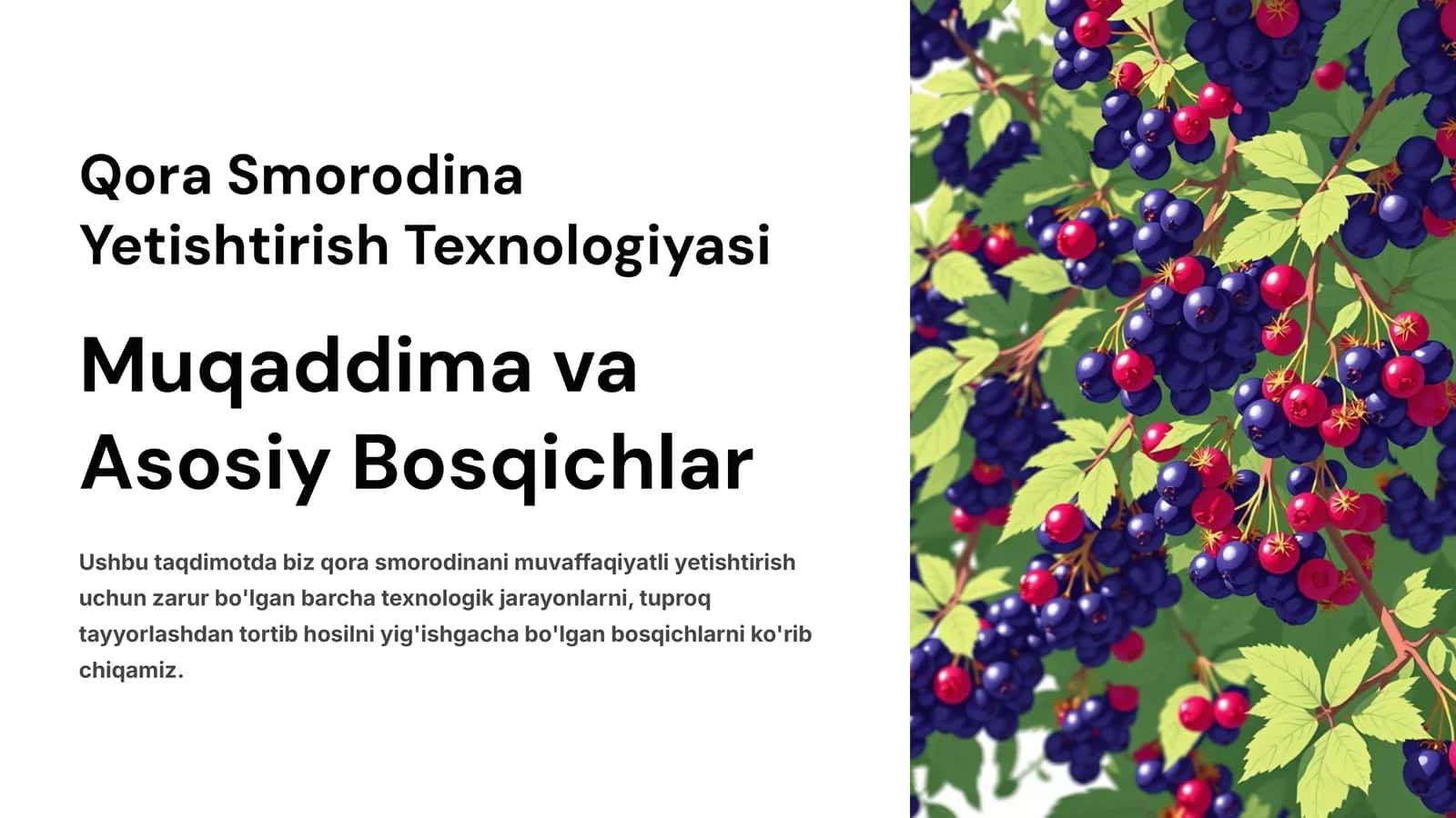 Qora Smorodina Yetishtirish Texnologiyasi 1