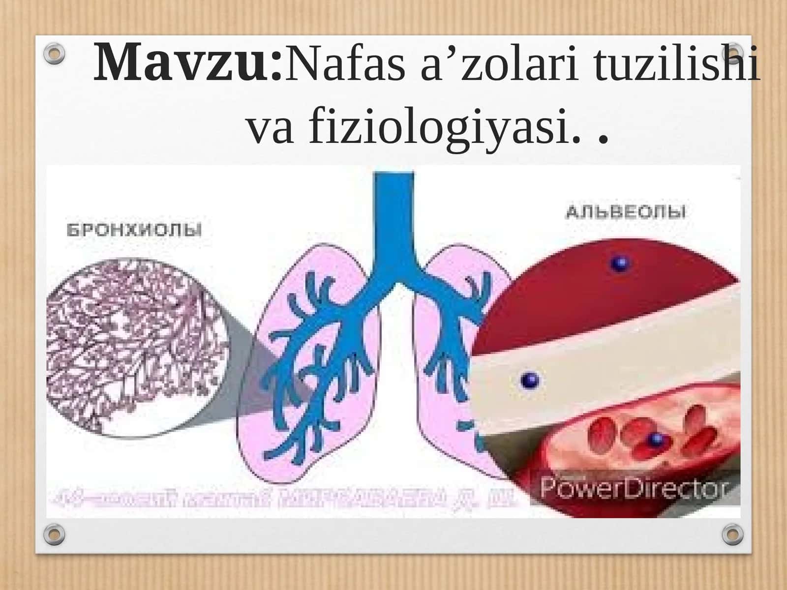 Nafas aʼzolari tuzilishi va fiziologiyasi 1