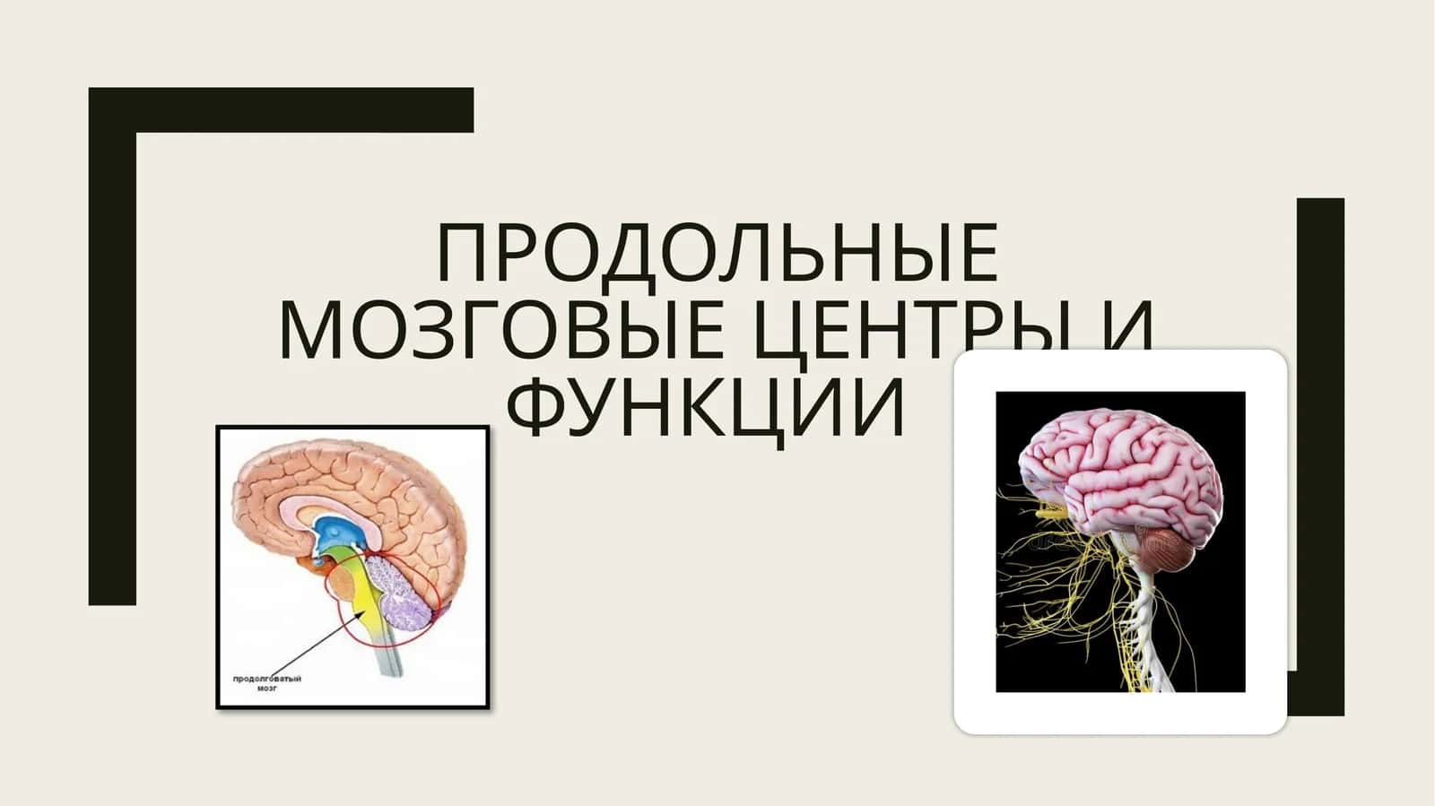 Продольные мозговые центры и функции 1
