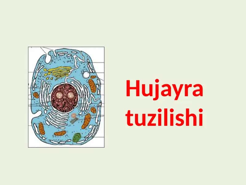 Hujayra tuzilishi 1
