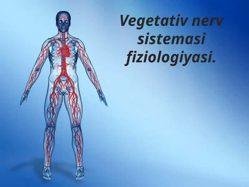 Vegetativ nerv sistemasi fiziologiyasi 1