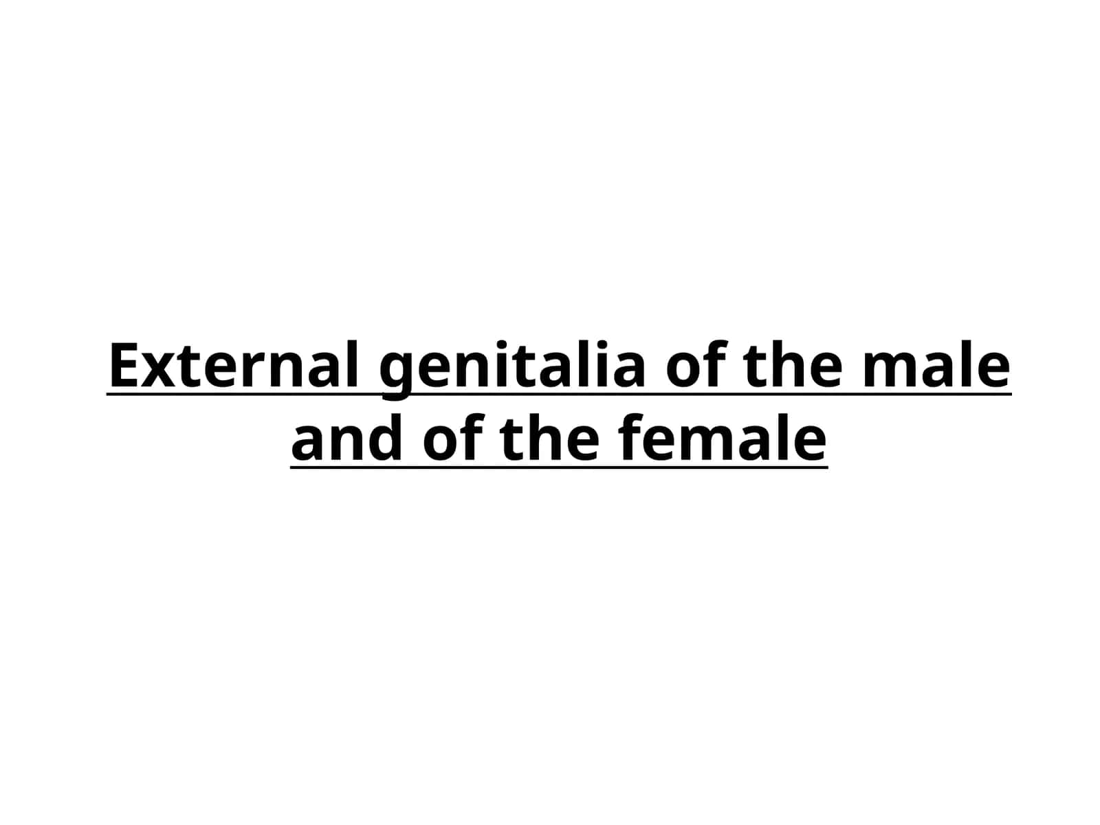 External genitalia of the male and of the female 1