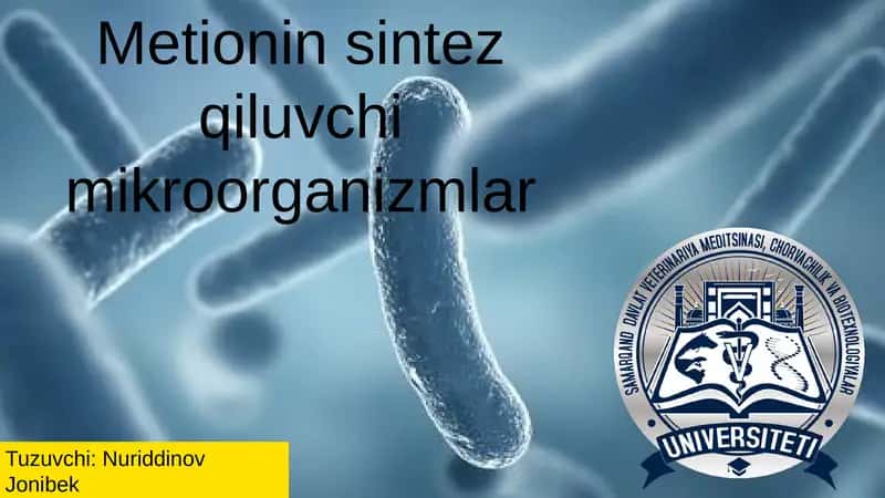 Metionin sintez qiluvchi mikroorganizmlar 1
