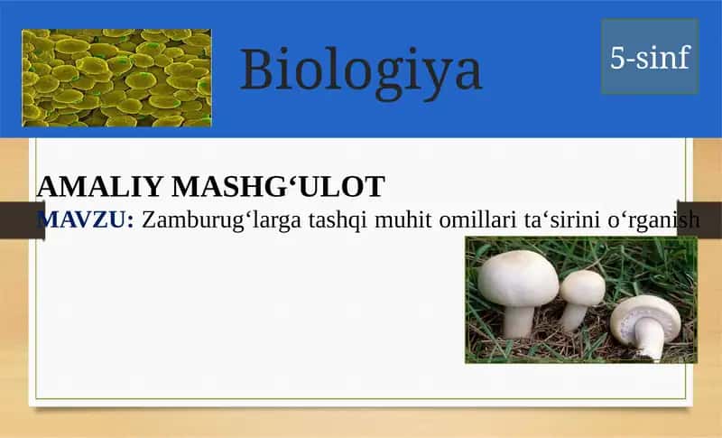 Zamburug‘largatashqimuhitomillarita‘sirinio‘rganish 1