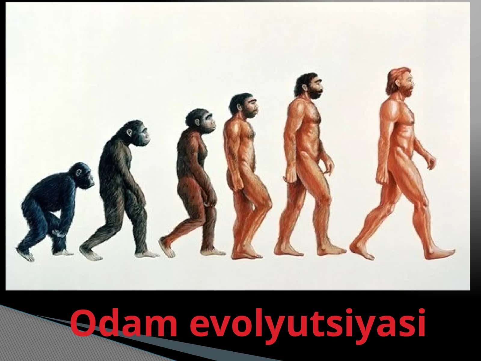Odam evolyutsiyasi 1