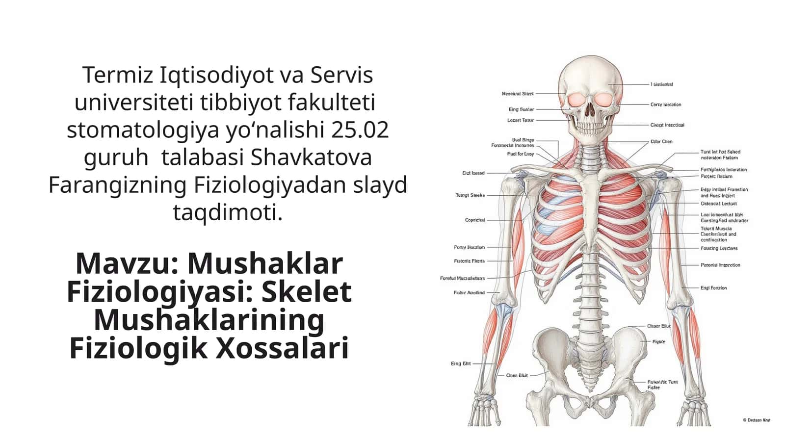 Mushaklar Fiziologiyasi: Skelet Mushaklarining Fiziologik Xossalari 1