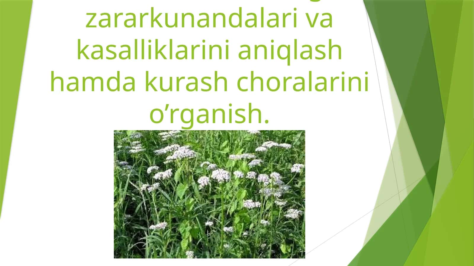 Asarun o’simligi zararkunandalari va kasalliklarini aniqlash 1