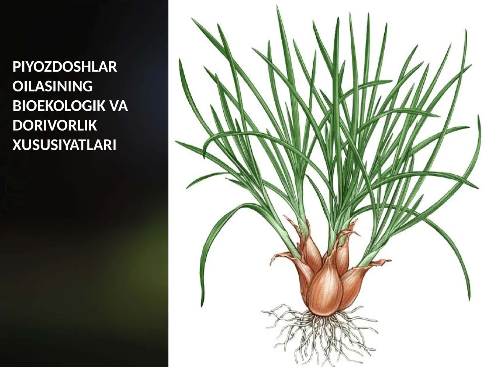 PIYOZDOSHLAR OILASINING BIOEKOLOGIK VA DORIVORLIK XUSUSIYATLARI 1