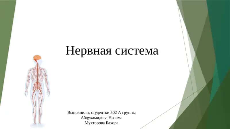 Нервная система 1
