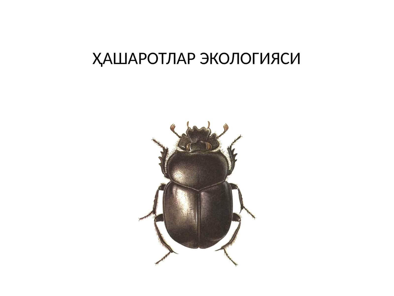 ҲАШАРОТЛАР ЭКОЛОГИЯСИ 1