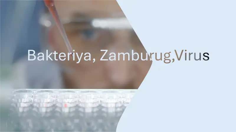 bakteriya zamburug virus 1