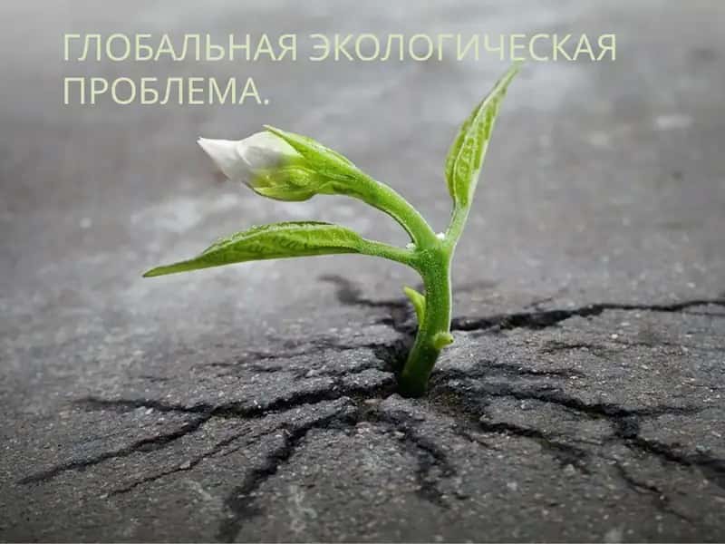 Глобальная экологическая проблема. 1