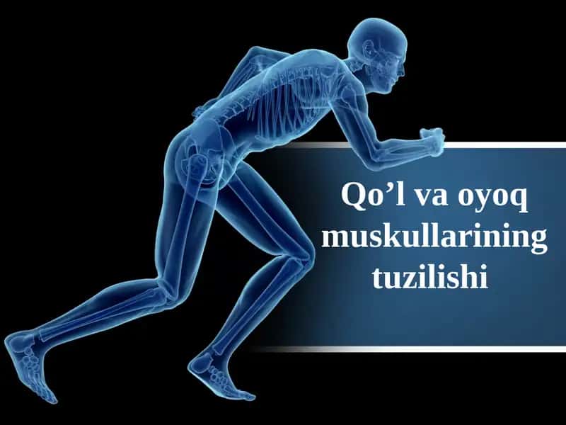 Qo’l va oyoq muskullarining tuzilishi 1